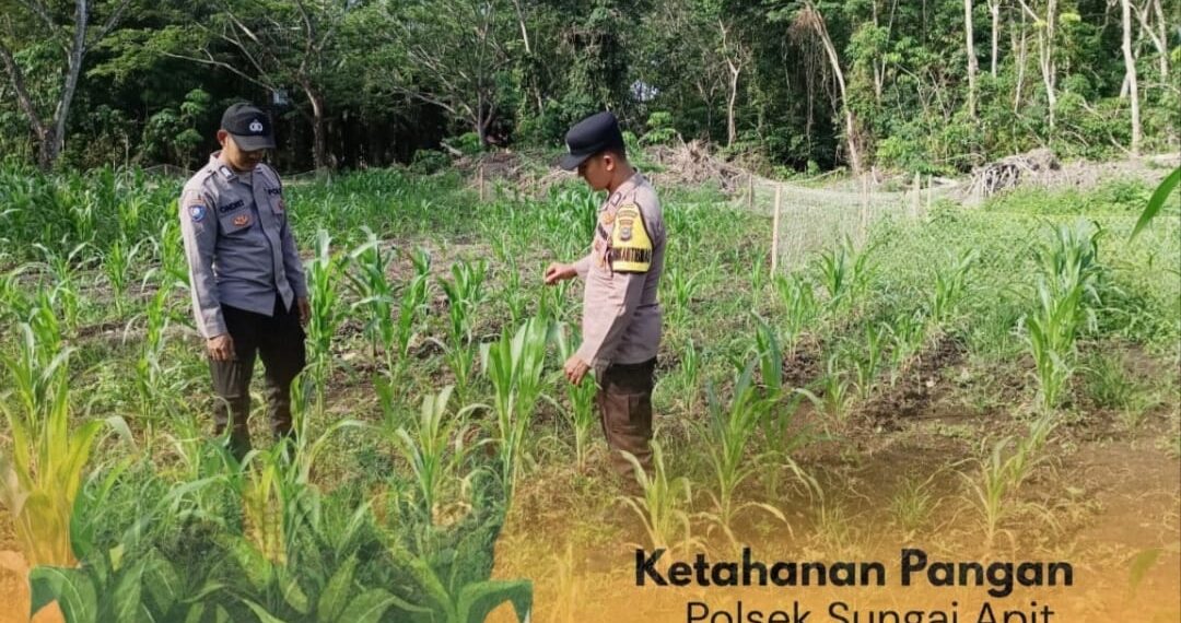 ‎Wujud Dukungan Ketahanan Pangan, Polsek Sungai Apit Cek Langsung Pertumbuhan Jagung Petani, Ini Kata Petani?