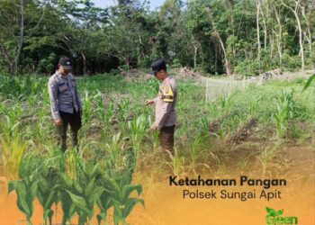‎Wujud Dukungan Ketahanan Pangan, Polsek Sungai Apit Cek Langsung Pertumbuhan Jagung Petani, Ini Kata Petani?