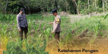 ‎Wujud Dukungan Ketahanan Pangan, Polsek Sungai Apit Cek Langsung Pertumbuhan Jagung Petani, Ini Kata Petani?