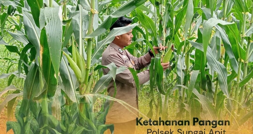 ‎Perkuat Ketahanan Pangan Nasional, Personel Polsek Sungai Apit Tinjau Lahan Jagung Masyarakat