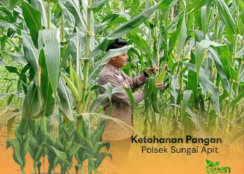 ‎Perkuat Ketahanan Pangan Nasional, Personel Polsek Sungai Apit Tinjau Lahan Jagung Masyarakat