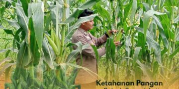 ‎Perkuat Ketahanan Pangan Nasional, Personel Polsek Sungai Apit Tinjau Lahan Jagung Masyarakat