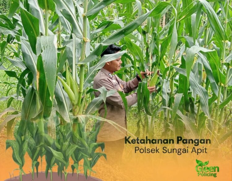 Perkuat Ketahanan Pangan Nasional, Personel Polsek Sungai Apit Tinjau Lahan Jagung Masyarakat