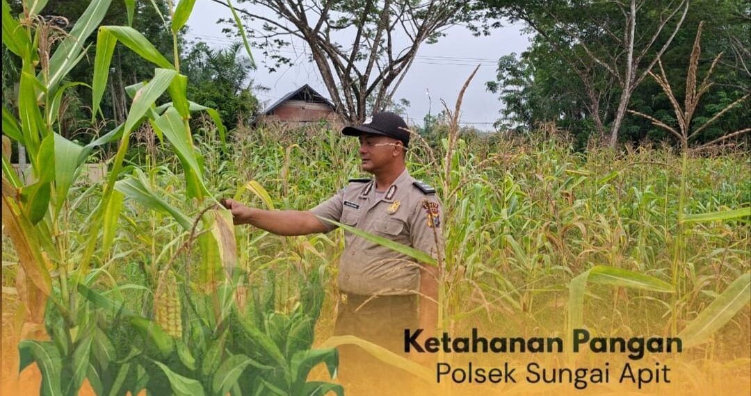 Dukung Program Presiden, Polsek Sungai Apit Kawal Ketahanan Pangan Melalui Sektor Pertanian