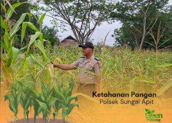 Dukung Program Presiden, Polsek Sungai Apit Kawal Ketahanan Pangan Melalui Sektor Pertanian