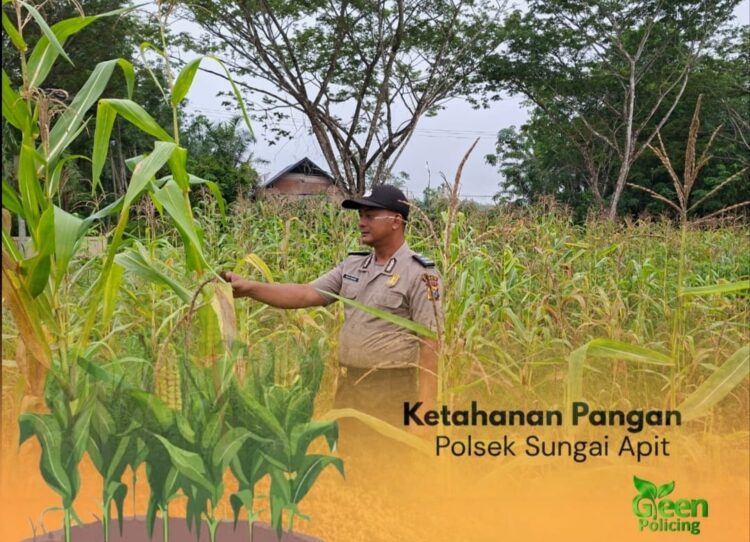 Dukung Program Presiden, Polsek Sungai Apit Kawal Ketahanan Pangan Melalui Sektor Pertanian