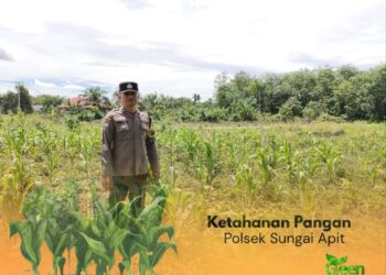 Dukung Ketahanan Pangan Nasional, Bhabinkamtibmas Sungai Apit Aktif Dampingi Kelompok Tani