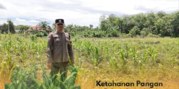 Dukung Ketahanan Pangan Nasional, Bhabinkamtibmas Sungai Apit Aktif Dampingi Kelompok Tani