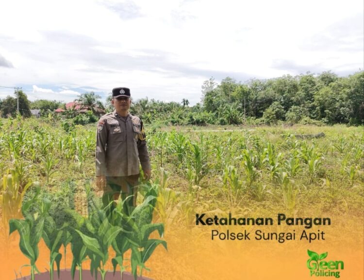 Dukung Ketahanan Pangan Nasional, Bhabinkamtibmas Sungai Apit Aktif Dampingi Kelompok Tani