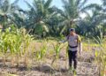Polsek Batu Hampar Cek Lokasi Tanaman Jagung di Sungai Sialang Hulu Bentuk Dukungan Program Asta Cita Presiden