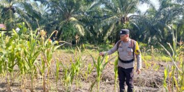 Polsek Batu Hampar Cek Lokasi Tanaman Jagung di Sungai Sialang Hulu Bentuk Dukungan Program Asta Cita Presiden 