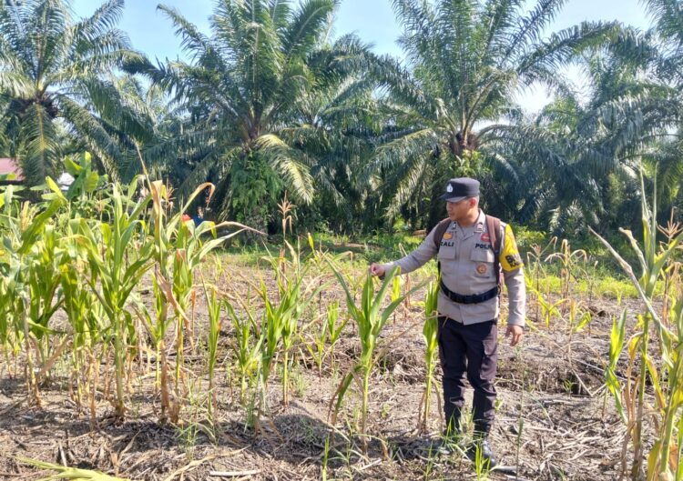 Polsek Batu Hampar Cek Lokasi Tanaman Jagung di Sungai Sialang Hulu Bentuk Dukungan Program Asta Cita Presiden