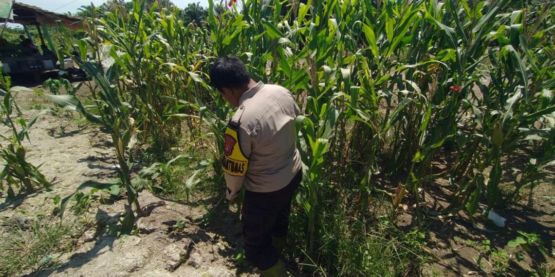 Turun ke Lahan Pertanian, BRIPKA Muhammad Yusuf Pastikan Produksi Jagung Pipil Petani Panipahan Tetap Optimal