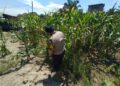 Turun ke Lahan Pertanian, BRIPKA Muhammad Yusuf Pastikan Produksi Jagung Pipil Petani Panipahan Tetap Optimal
