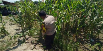 Turun ke Lahan Pertanian, BRIPKA Muhammad Yusuf Pastikan Produksi Jagung Pipil Petani Panipahan Tetap Optimal