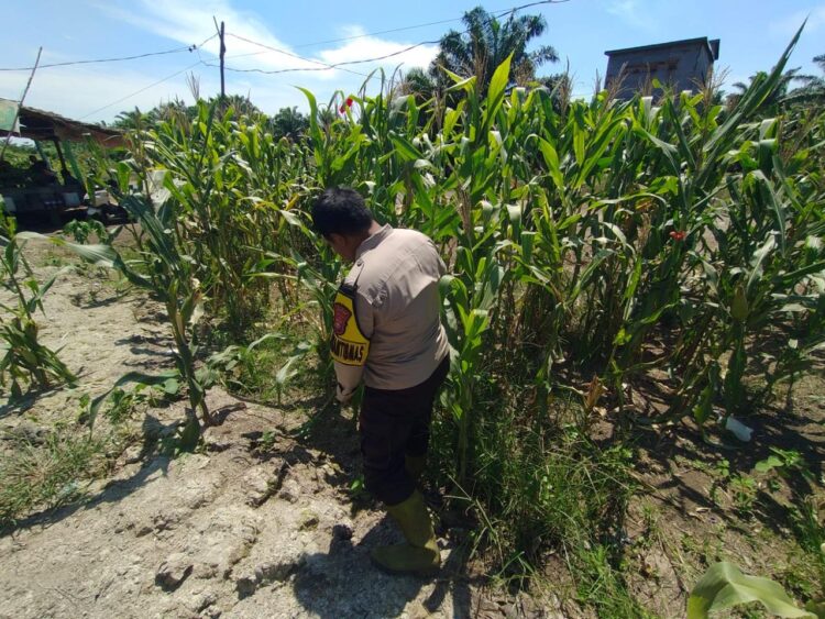 Turun ke Lahan Pertanian, BRIPKA Muhammad Yusuf Pastikan Produksi Jagung Pipil Petani Panipahan Tetap Optimal